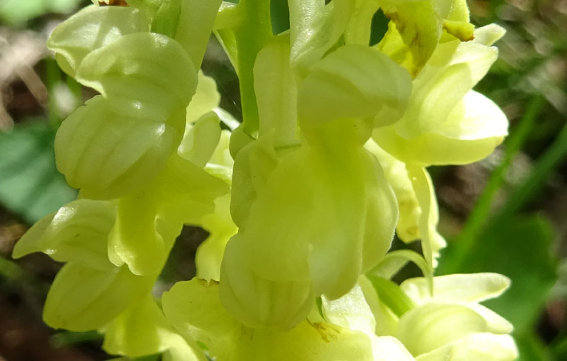 Orchis pallens